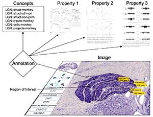 Brain Maps AJAX viewer