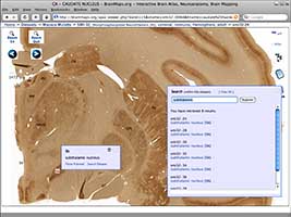Brain Maps AJAX viewer
