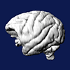 3D monkey brain