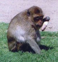 macaque, macaca fascicularis, cynomolgus, monkey, macaque