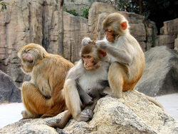 rhesus monkey, macaque, macaca mulatta