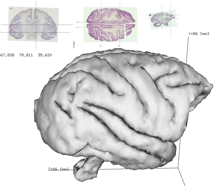 Brain карта. Brain Maps. Brain Maps арт. The Brain Maps в 16.