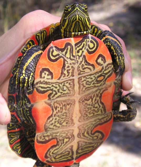 chrysemys picta bellii, turtle, painted turtle, western painted turtle