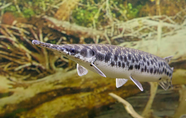 lepisosteus osseus, longnose gar, gar