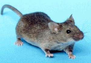mus musculus, house mouse, mouse, C57
