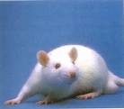 rattus norvegicus, rat, white rat